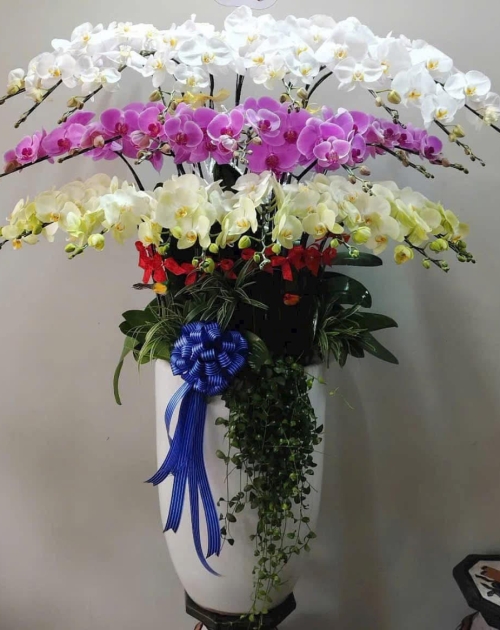 Chậu lan hồ điệp to chúc mừng 