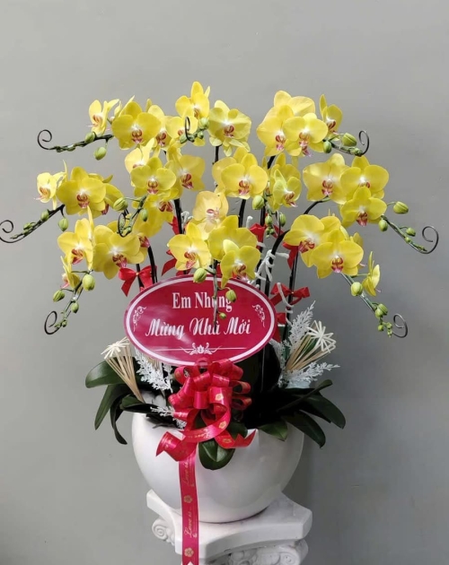 Lan hồ điệp vàng 