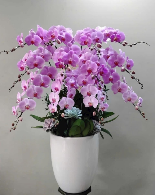 Chậu lan hồ điệp chúc mừng 