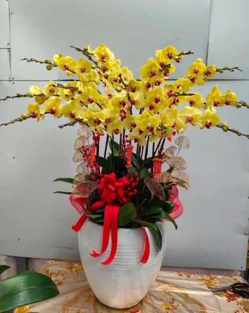 Chậu lan hồ điệp chúc mừng sinh nhật 