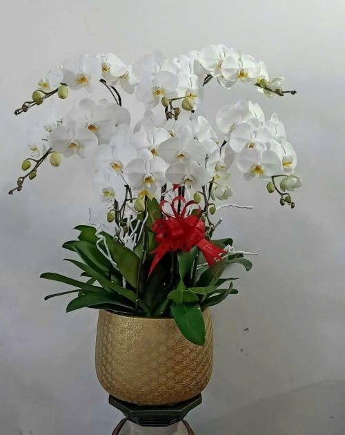 Chậu lan hồ điệp trắng 