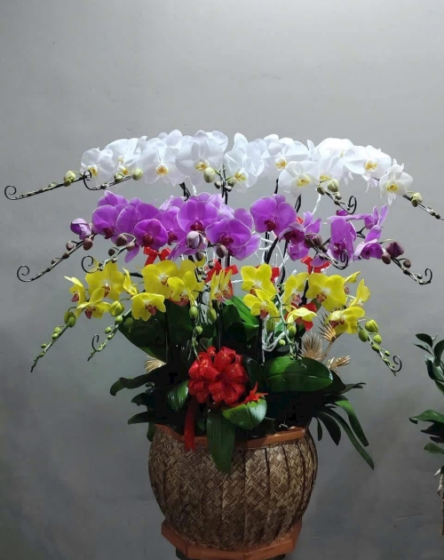 Chậu lan hồ điệp đại phát 