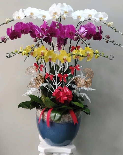 Chậu lan hồ điệp khai trương Hồng phát 