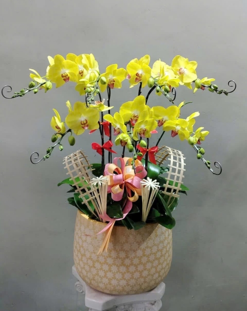 Chậu lan hồ điệp vàng khai trương đại phát 