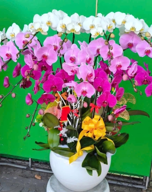 Chậu lan hồ điệp mix Hồng trắng tại Thủ Đức 