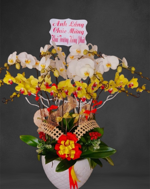 Chậu lan hồ điệp 12 nhánh tại thủ Đức 