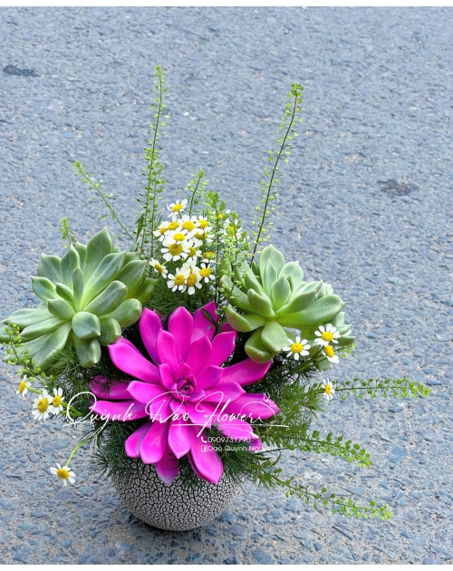 Chậu sen đá văn phòng 