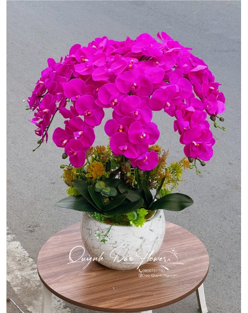 Chậu lan hồ điệp cao su tím 10 nhánh