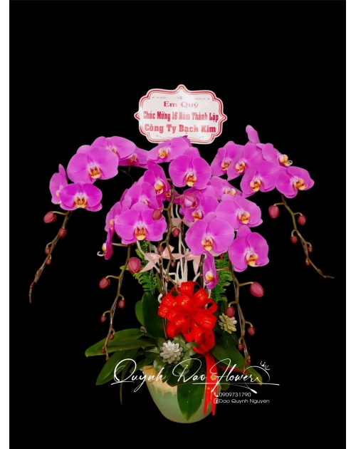 Chậu lan hồ điệp tím 5 nhánh 