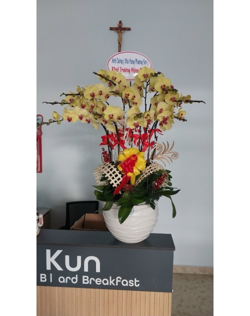 Chậu lan hồ điệp 11 nhánh