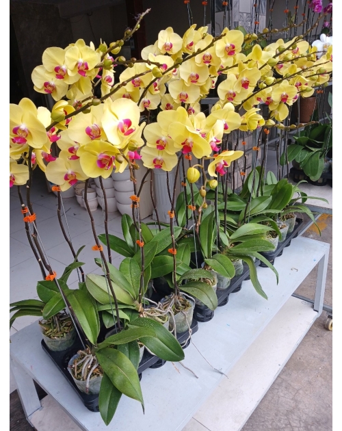 Chậu lan hồ điệp 11 nhánh
