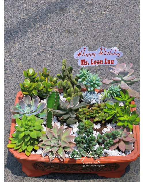 Sen đá trồng chậu thủ Đức - Bình dương 