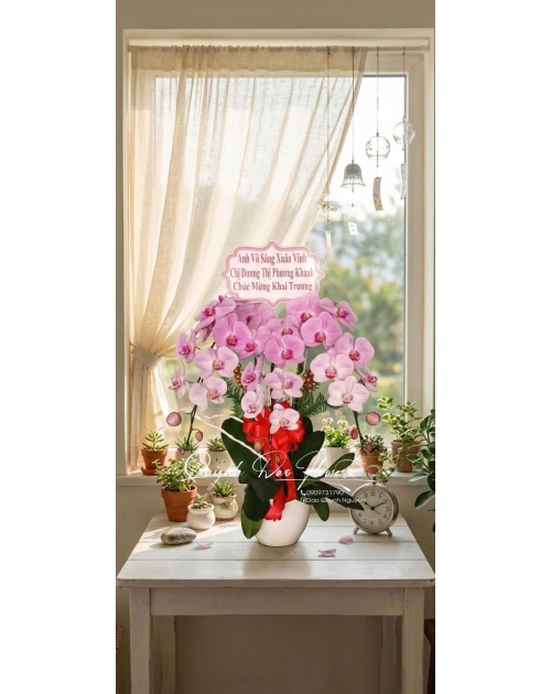 Chậu lan hồ điệp hồng