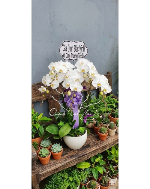 Chậu lan hồ điệp đi viếng 