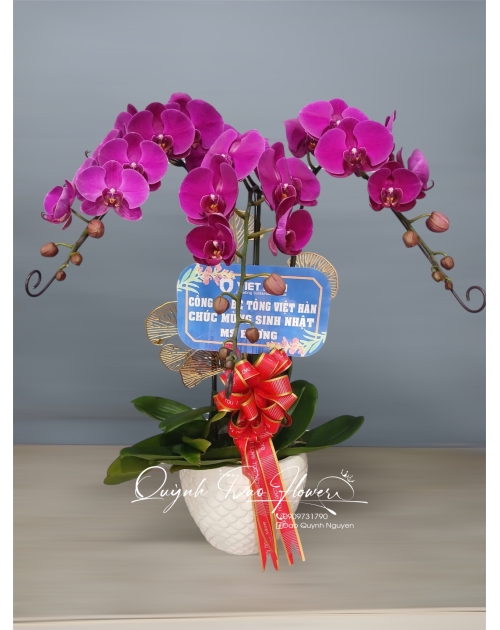 Chậu lan hồ điệp 3 nhánh 