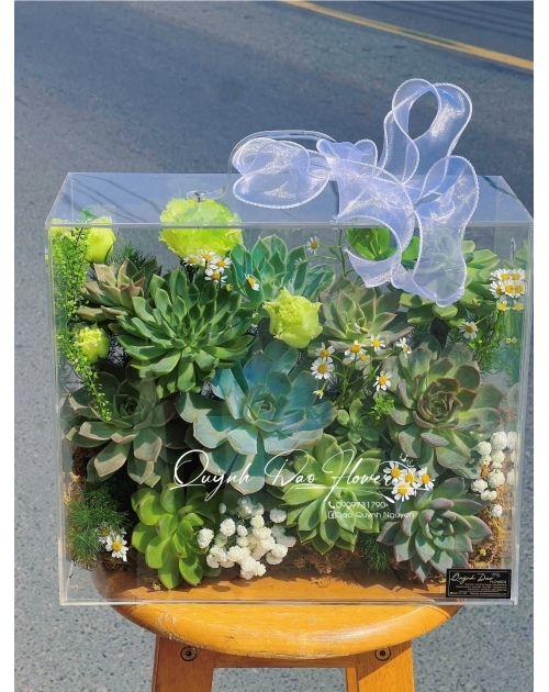 Hộp hoa sen đá nguyên thủy 