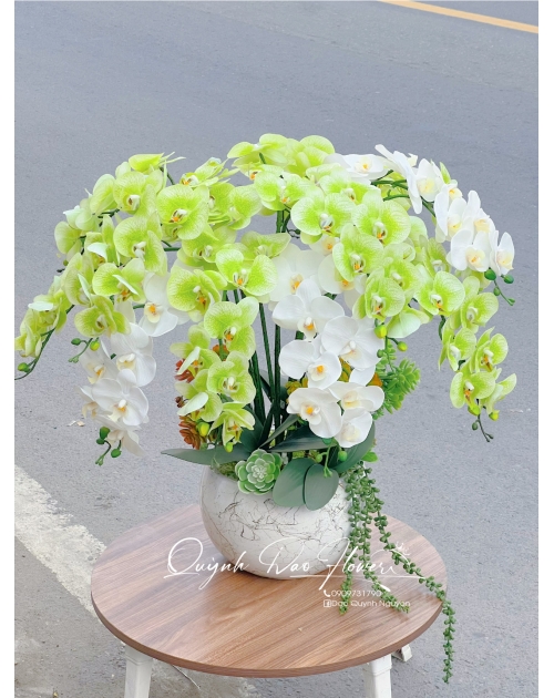 Chậu lan hồ điệp cao su xanh lá 15 nhánh 