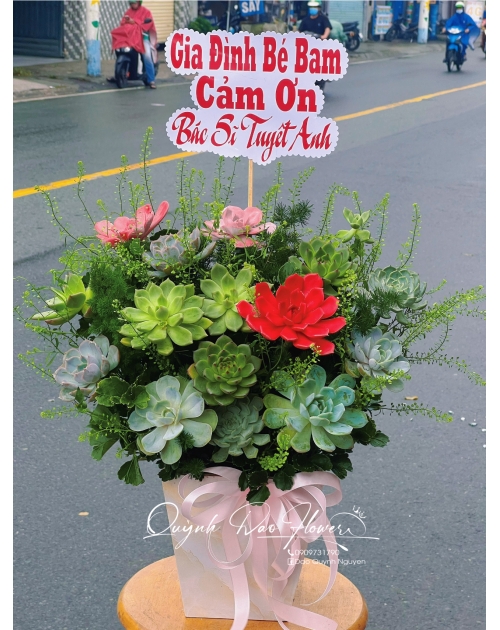 Hoa sen đá Vĩnh phú bình dương 