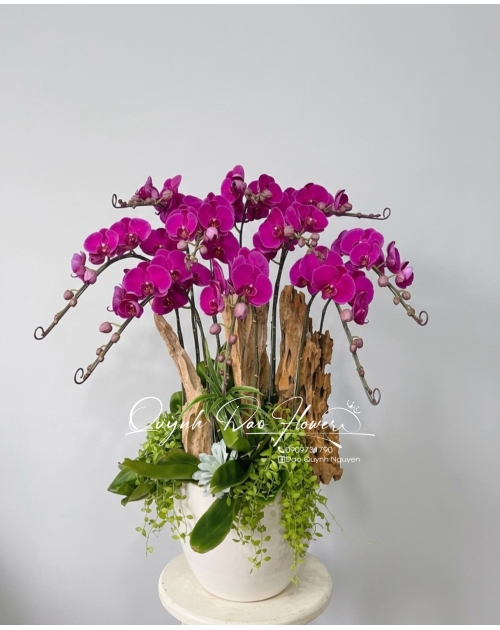 Chậu lan tím nghệ thuật mix gỗ lũa 10 nhánh