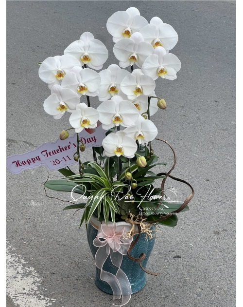 Lan hồ điệp trắng 