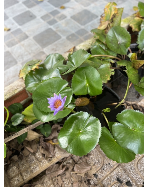 6 mâm quả cưới rồng phụng 