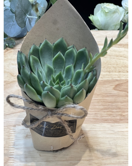 Hoa sen đá để bàn 