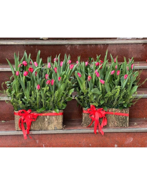 Hop hoa tulip tại khu đô thị Vạn Phúc 