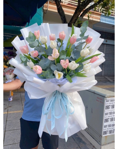 Hoa tulip trắng hồng