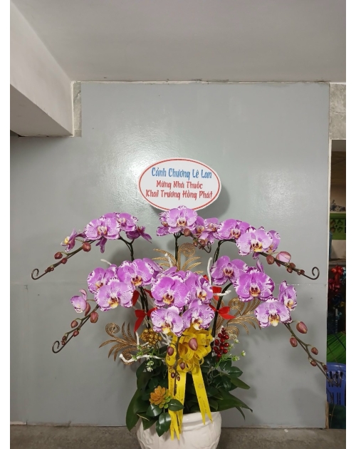 Chậu lan hồ điệp 11 nhánh