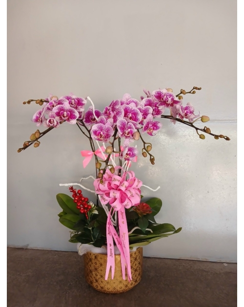 Chậu lan hồ điệp 11 nhánh