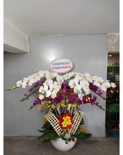 Chậu lan hồ điệp 11 nhánh