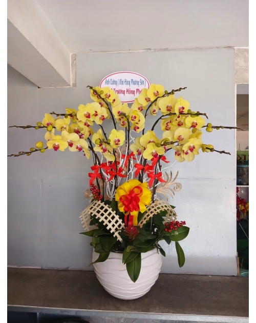 Chậu lan hồ điệp 11 nhánh