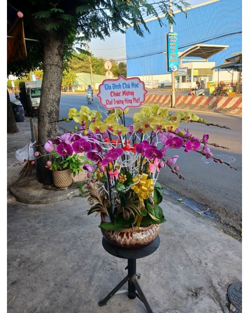 Chậu lan hồ điệp 11 nhánh