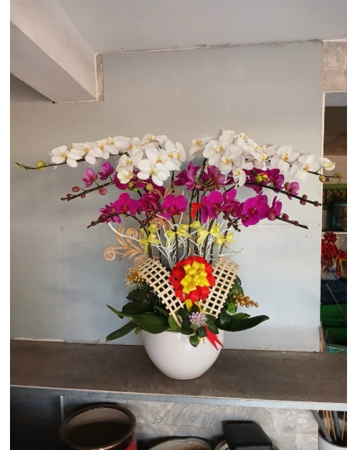 Chậu lan hồ điệp 11 nhánh