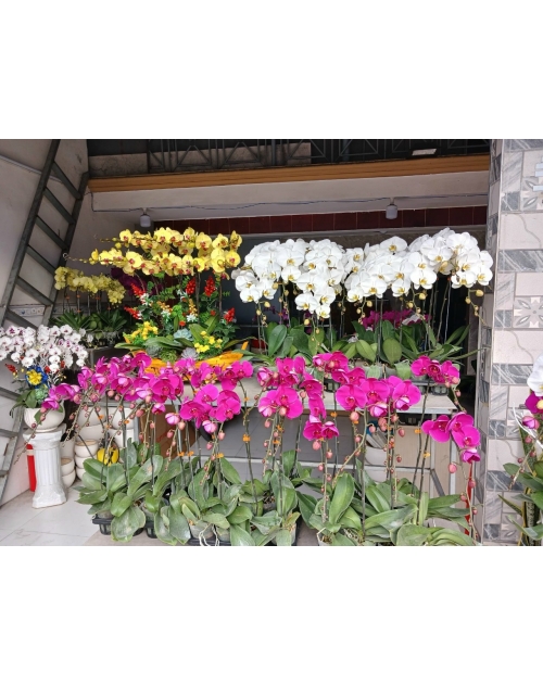 Chậu lan hồ điệp 11 nhánh