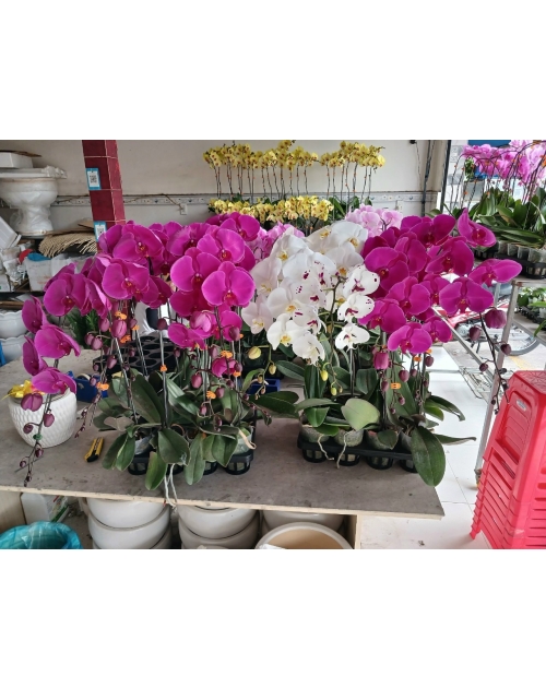 Chậu lan hồ điệp 11 nhánh
