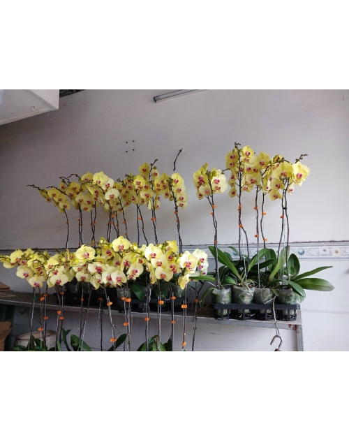 Chậu lan hồ điệp 11 nhánh