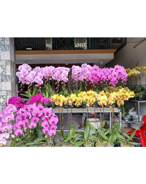 Chậu lan hồ điệp 11 nhánh