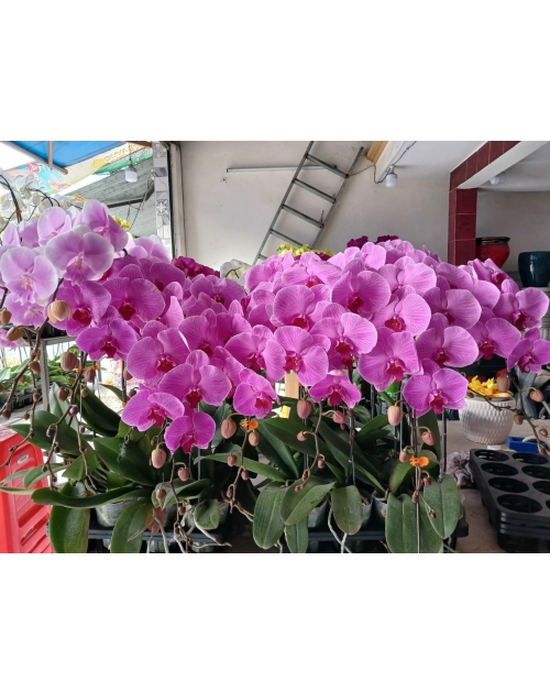 Chậu lan hồ điệp 11 nhánh