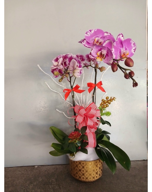 Chậu lan hồ điệp 11 nhánh