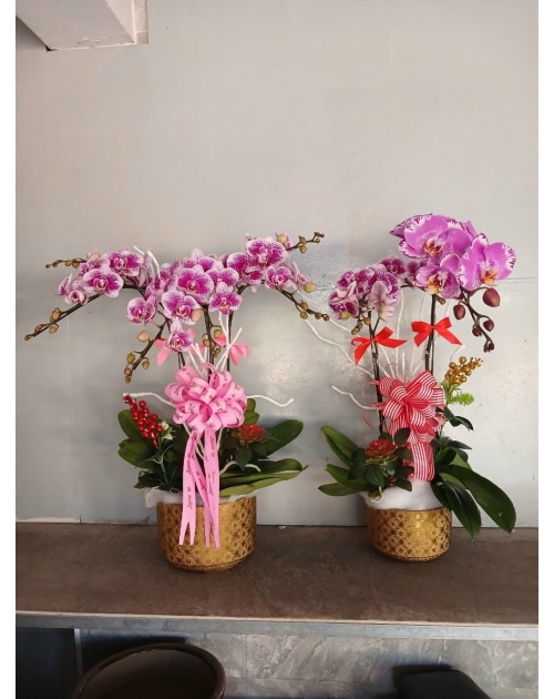 Chậu lan hồ điệp 11 nhánh