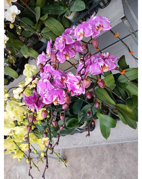 Chậu lan hồ điệp 11 nhánh