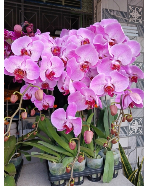 Chậu lan hồ điệp 11 nhánh
