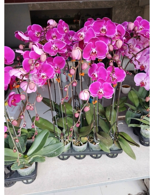 Chậu lan hồ điệp 11 nhánh