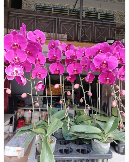 Chậu lan hồ điệp 11 nhánh