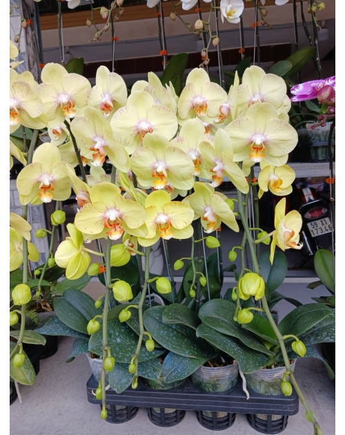 Chậu lan hồ điệp 11 nhánh