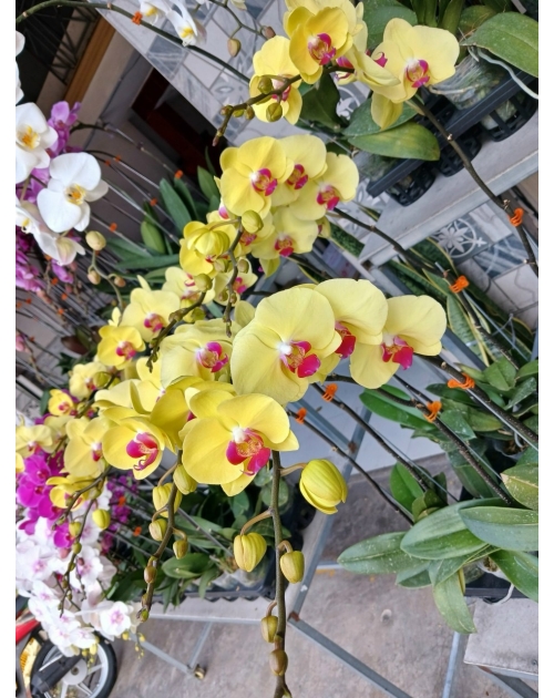 Chậu lan hồ điệp 11 nhánh