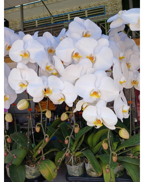 Chậu lan hồ điệp 11 nhánh