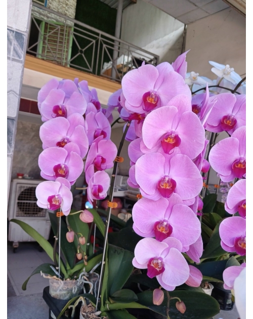 Chậu lan hồ điệp 11 nhánh