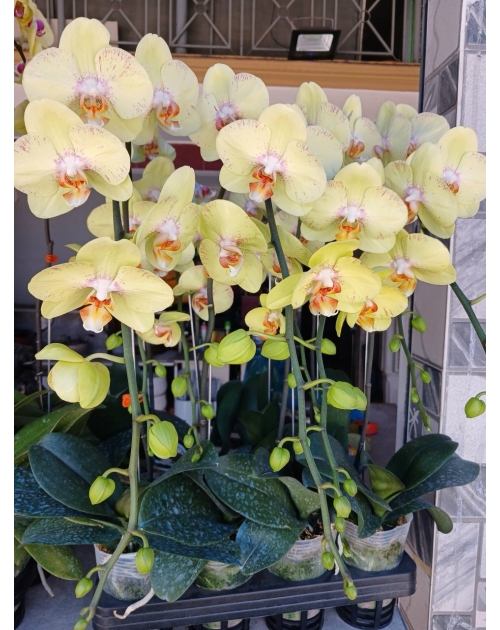 Chậu lan hồ điệp 11 nhánh